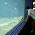 R9177_Aquarium_d_Osaka_-.JPG