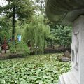 R9226 Nara - Etang recouvert de lotus