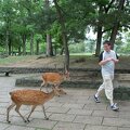 R9228 Nara - Comment nourrir les daims lecon No 1