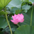 R9471 Tokyo - Ueno park - fleur de lotus