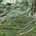 R9999147 Kyoto - Ginkakuji - Jardin de mousse