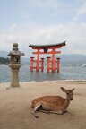 R0347 Miyajima - o torii du temple itsukushima