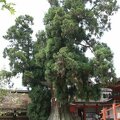 R0718 Nara - Kasuga Taisha - le vieil arbre