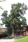 R0718 Nara - Kasuga Taisha - le vieil arbre
