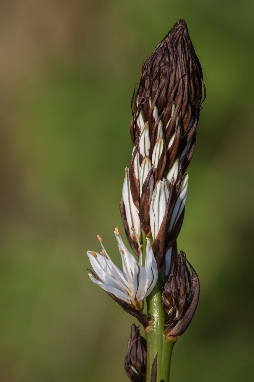 asphodèle blanche-2.jpg