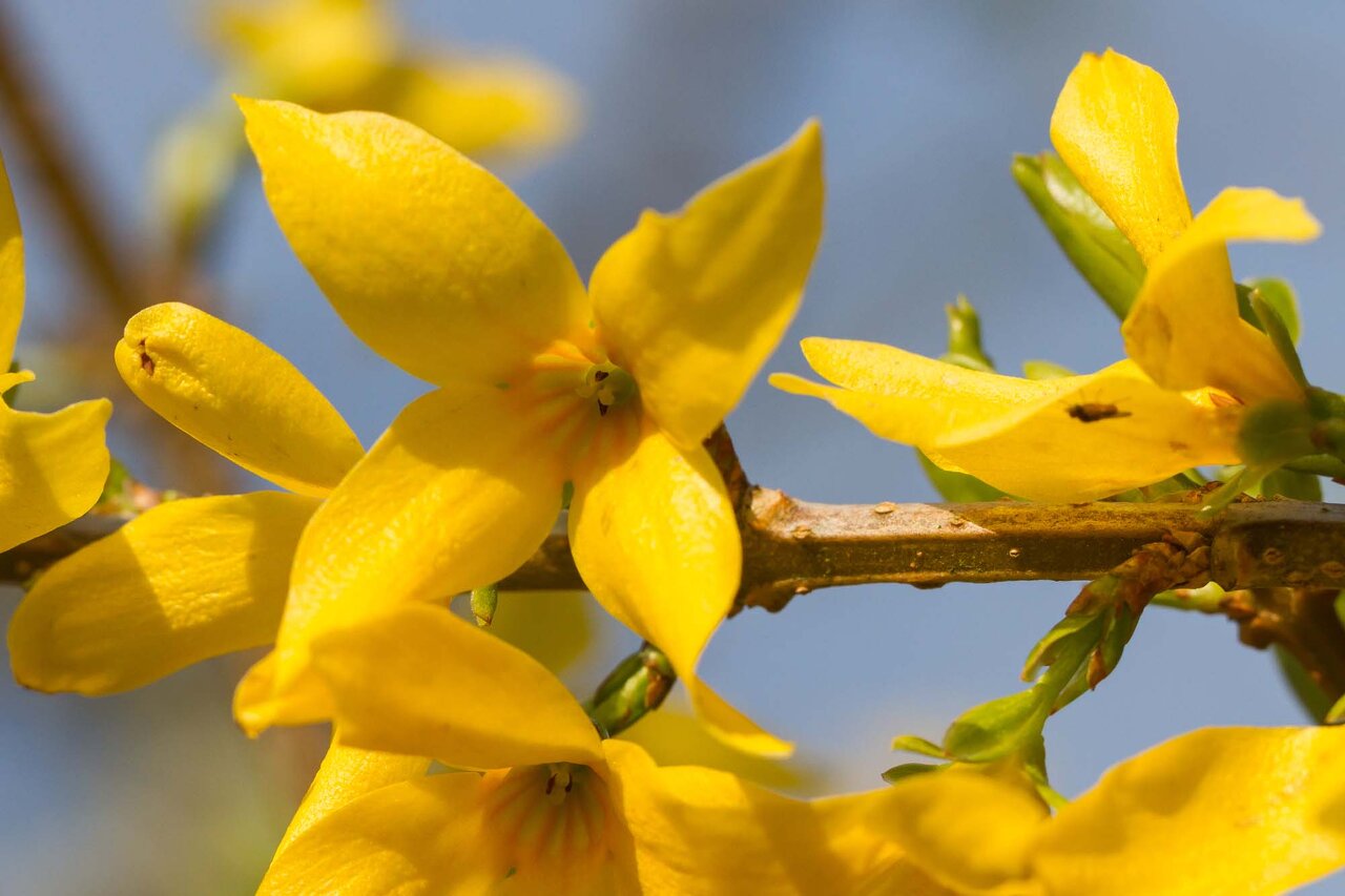 forsythia