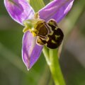 ophrys abeille.jpg