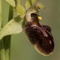 ophrys araignée-5.jpg