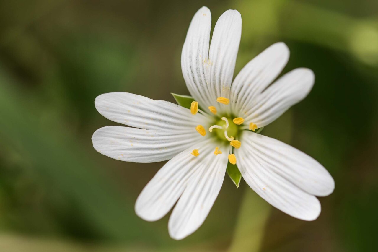 stellaire holostée (2)