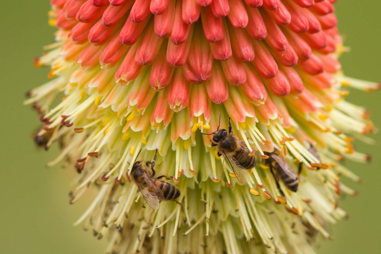 abeilles