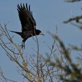 corbeau freux