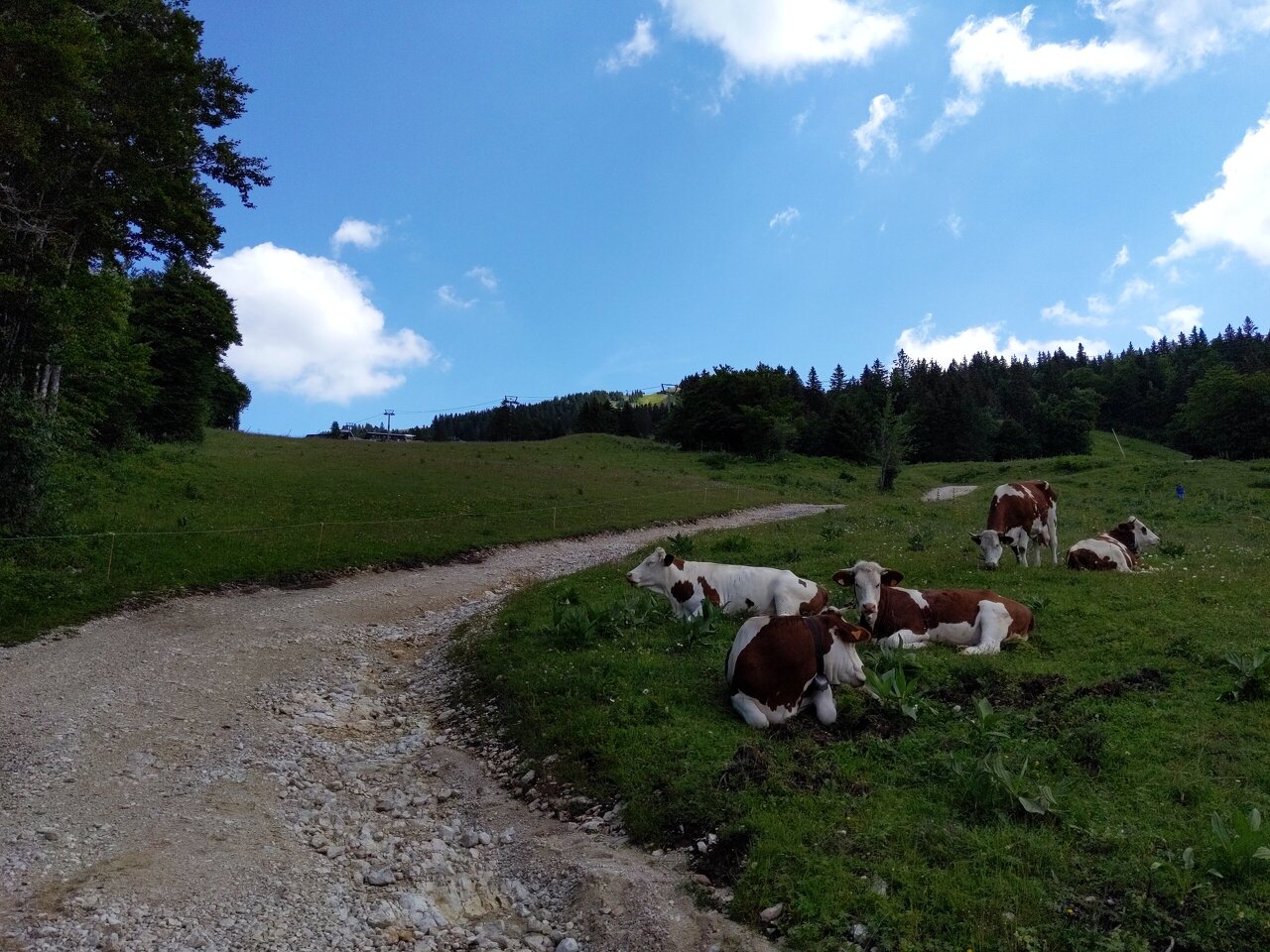 Les vaches regardent les randonneurs passer