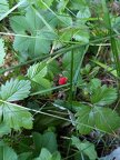 Invasion de fraisiers sauvages dans les sous-bois