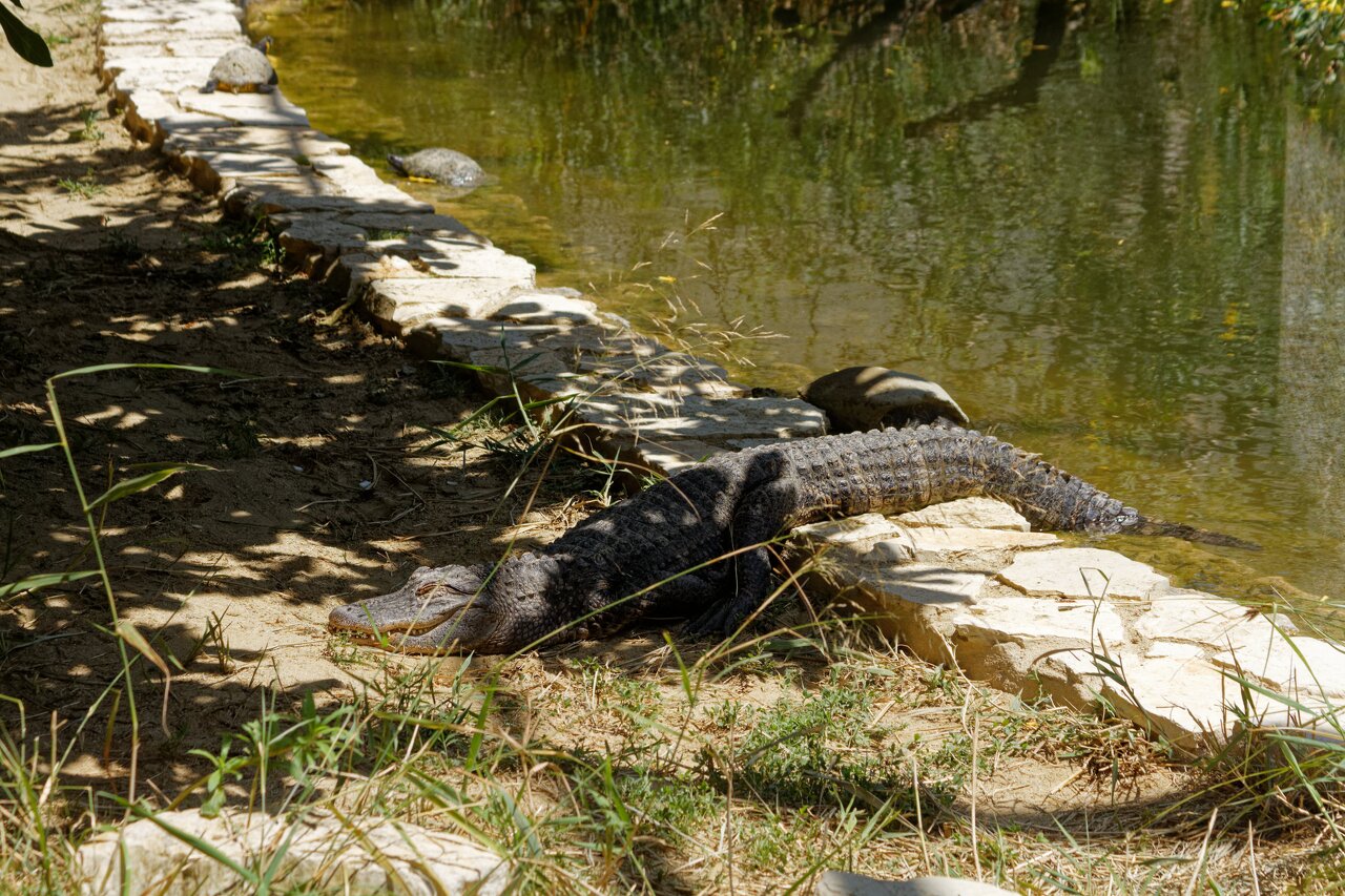 2022-07-05 alligator