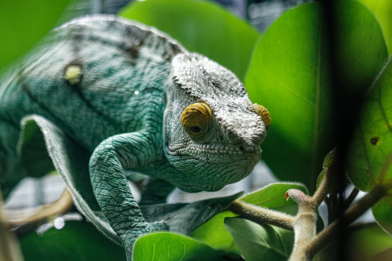 2022-07-05 Caméléon de parson