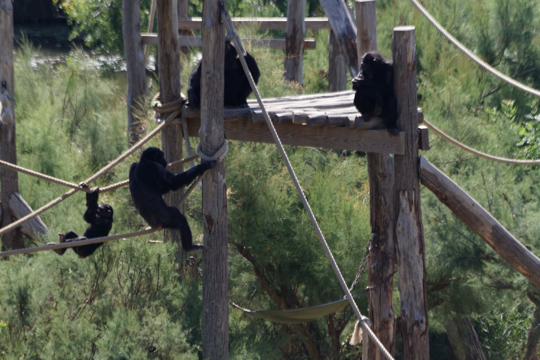 2022-07-05 chimpanzés sur structure.jpg