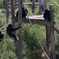 2022-07-05 chimpanzés sur structure