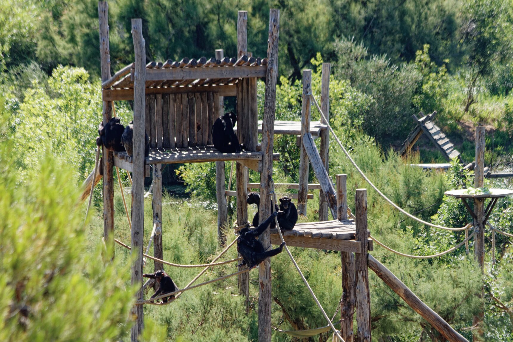 2022-07-05 Chimpanzés.jpg