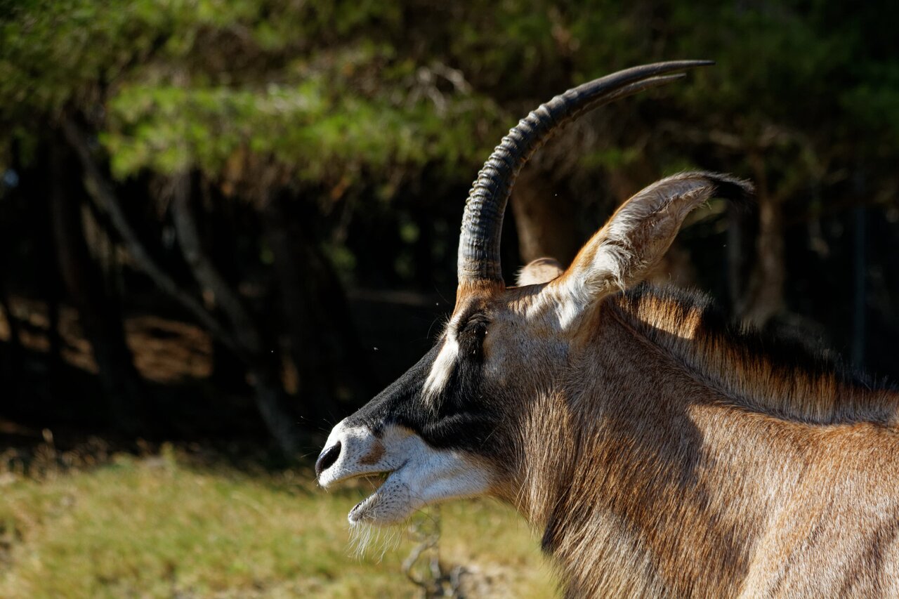 2022-07-05 tête antilope rouanne 3