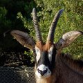 IMG 3279 Antilope rouanne