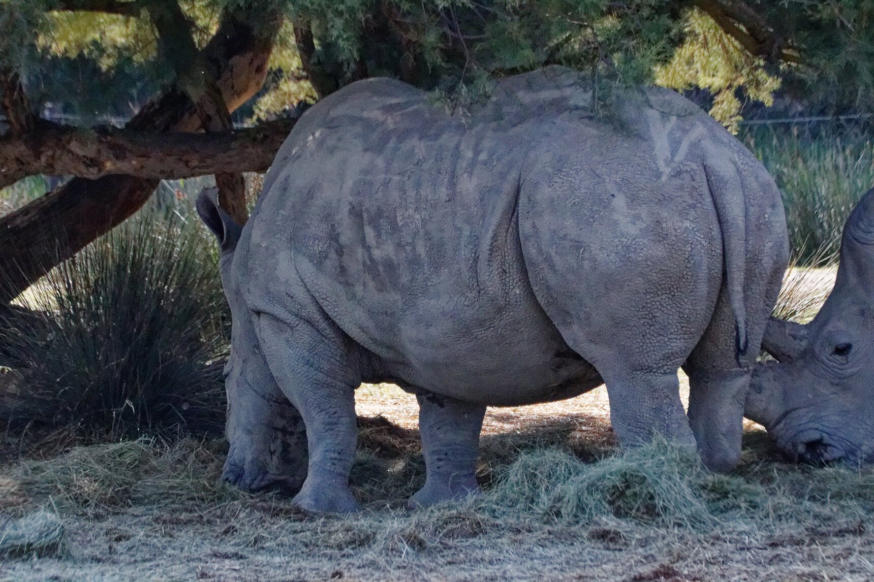 IMG_3324 Rhinocéros blanc.jpg