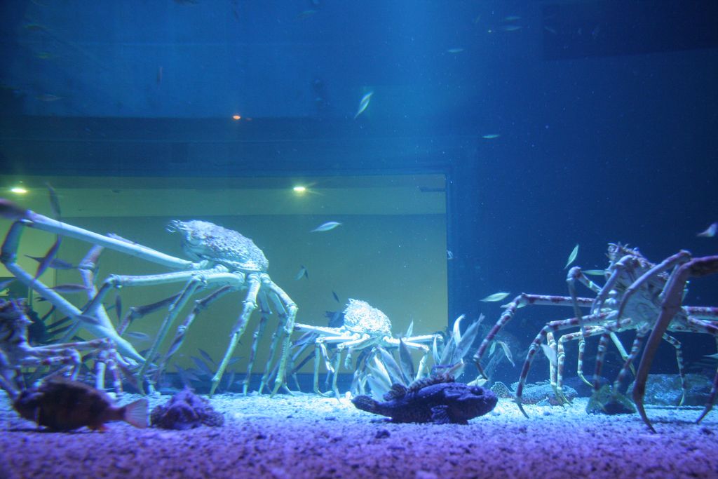 R9181 Aquarium d Osaka - Crabes des profondeurs