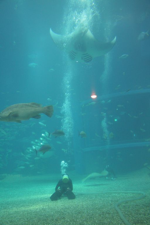 R9194_Aquarium_d_Osaka_-_La_raie_manta_fait_des_loopings.JPG