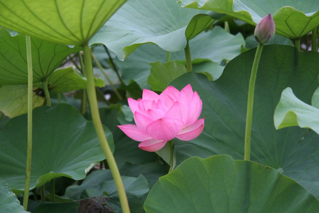 R9471 Tokyo - Ueno park - fleur de lotus