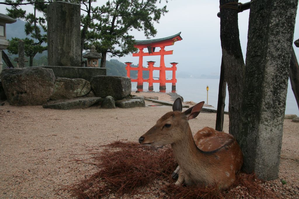 R9841 Miyajima - Torii du temple Itsukushima jinja