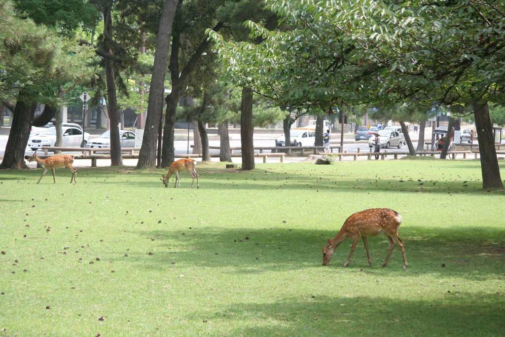 R0651 Nara - kohfuku-ji - daims dans le parc