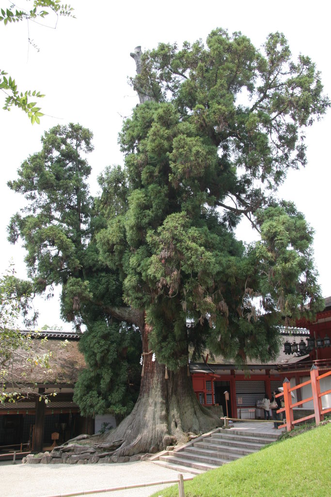 R0718_Nara_-_Kasuga_Taisha_-_le_vieil_arbre.jpg