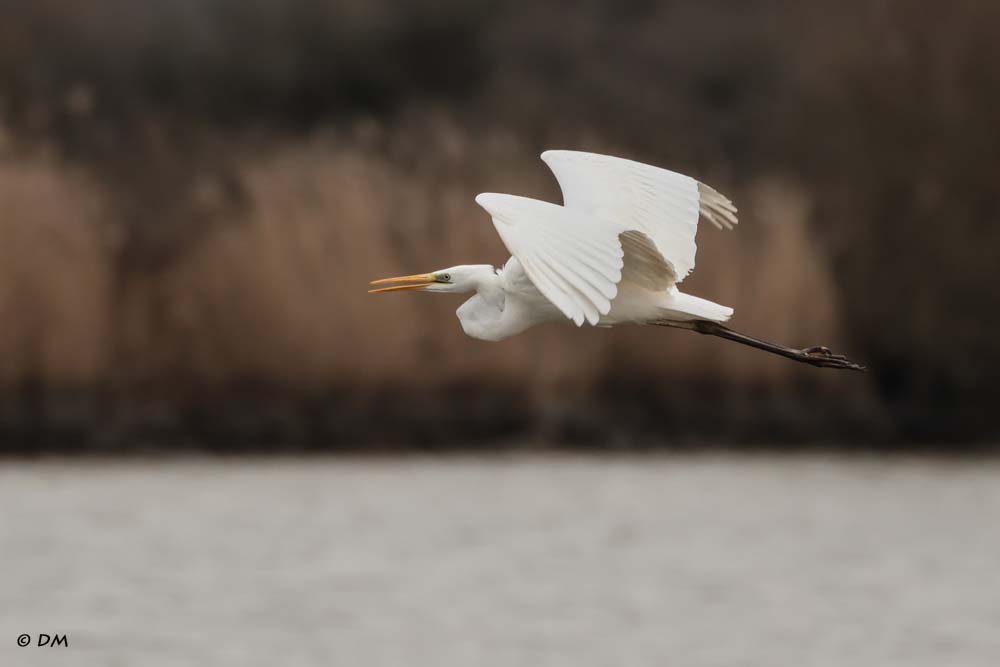 11 grande aigrette